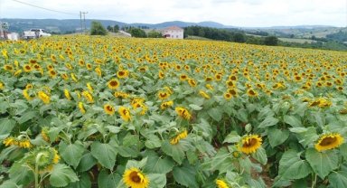 Kocaeli'de çiftçilere verilen desteklerle 120 bin dekar arazi tarıma kazandırıldı