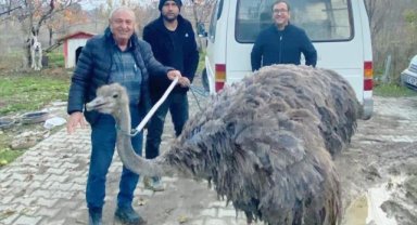 Kütahya'da sahibinden kaçan deve kuşu kara yoluna girdi 