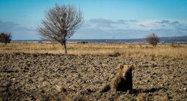 Kütahya'da yaralı bulunan ayı yavrusu tedavi altına alındı