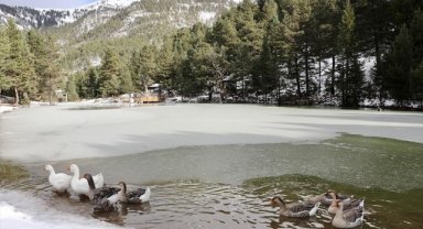 Limni Gölü Tabiat Parkı kış mevsiminde yaban hayvanlarına ev sahipliği yapıyor
