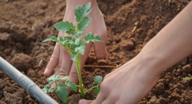 Liselerde "sürdürülebilir tarım ve gıda güvenliği" müfredata alındı