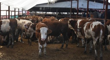 Malatya'da depremzede besicilere büyükbaş hayvan ile ekipman verildi