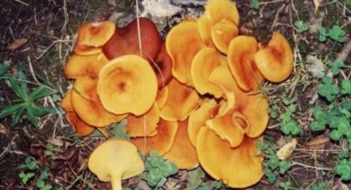 Mantar zehirlenmesi organ yetmezliğine yol açabiliyor