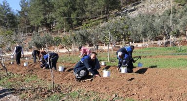 "Maraş dondurması"nın ham maddesi salebin fideleri toprakla buluştu