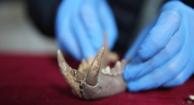 Mardin'deki kazılarda 1500 yıllık Anadolu leoparı kemikleri bulundu