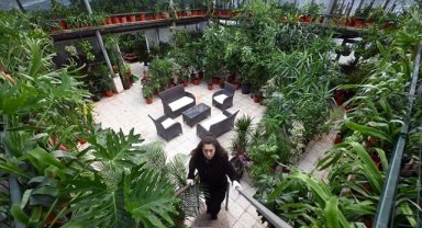 Meclis seralarında yılda 240 bin çiçek üretiliyor