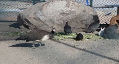 Modern cihazlarla tedavi edilip 100 dönüm korunaklı alanda bakılıyorlar 