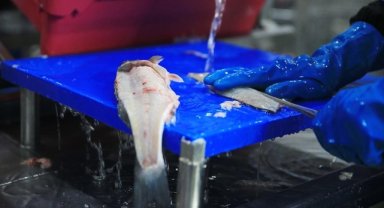 Muğla'dan 11 ayda 700 milyon dolarlık balık ihracatı yapıldı