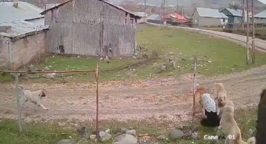 Muş'ta köpeklerin saldırdığı 79 yaşındaki kadın yaralandı