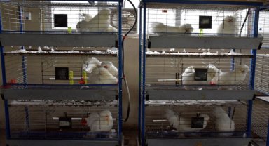 Nesli tükenme tehlikesindeki yerli tavuk ırkları üniversitede korunuyor