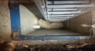 Niğde'de foseptik çukuruna düşen köpek kurtarıldı