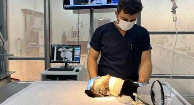 Olta iğnesi yutan kedi Büyükşehir’in tedavi merkezinde güvende