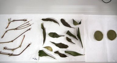 Orman gülü bitkisinden yara kremi ile yenilebilir film üretilecek