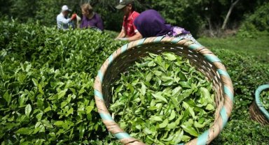 Rize'nin 11 aylık çay ihracatı 9,6 milyon doları aştı