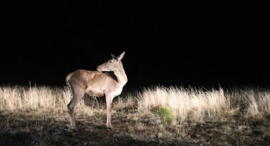 Salda Gölü çevresindeki ormana 6 kızıl geyik daha bırakıldı