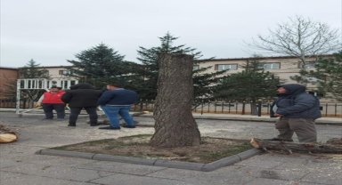 Sivas Belediyesi ağaçlara zarar verenler hakkında suç duyurusunda bulundu