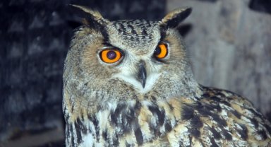 Sivas'ta muhtarın bulduğu yaralı puhu tedavi edilecek 