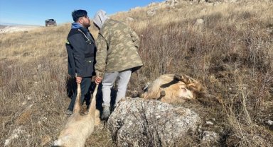 Sivas'ta sürüye saldıran kurtlar 37 koyunu telef etti 