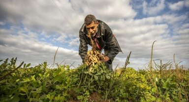 Son yıllarda kuraklıkla mücadele eden Tunus'ta yer fıstığı hasadı başladı