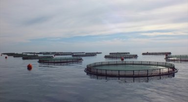 Su ürünleri yetiştiricilerine verilecek destekler belirlendi 