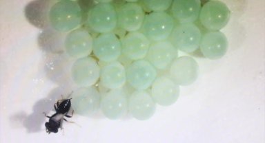 TAGEM, tarımda arz güvenliğini sağlamak için AR-GE çalışmalarına odaklandı