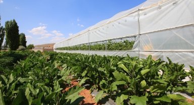 TARSİM prim tarife fiyatlarını indirdi, sigorta teminatlarının kapsamını genişletti