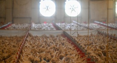 Tavuk eti üretimi ekimde aylık bazda yüzde 6,6, yıllık bazda yüzde 1,4 arttı