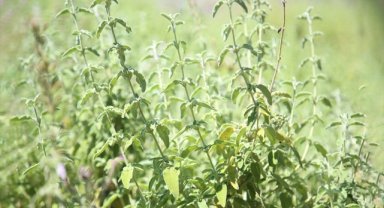 Tescillenen ada çayı "Uysal"ın 120 dönümlük alanda üretimine başlandı