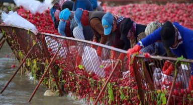 Tescilli Kadirli turpunun rekoltesinde düşüş beklenmiyor