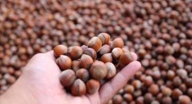 Trabzon'dan 11 ayda 479,9 milyon dolarlık fındık ihraç edildi