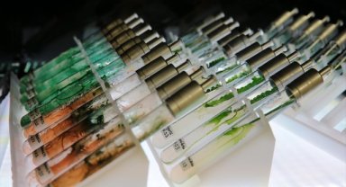 TÜBİTAK destekli projeyle mürekkep balığı ve alg pigmentlerinden güneş kremi üretilecek