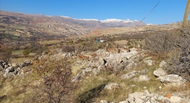 Tunceli'de koruma altındaki yaban keçileri yerleşim yerine indi
