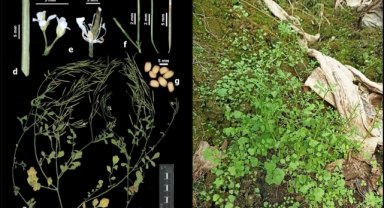 Türk bilim insanları Akdeniz Bölgesi'nde istilacı yabancı bitki türü keşfetti