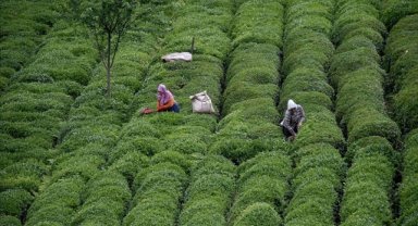 Türk çayı ihracatı 11 ayda 23,6 milyon doları aştı