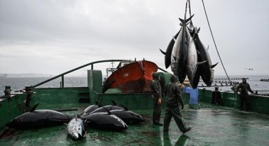 Türkiye 2024'te orkinos ihracatını iki katına çıkarmayı hedefliyor