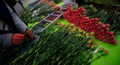 Türkiye'den 73 ülkeye 140 milyon dolarlık çiçek ihracatı