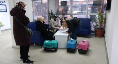 Ünye Belediyesi'nden sokak kedilerine kısırlaştırma desteği