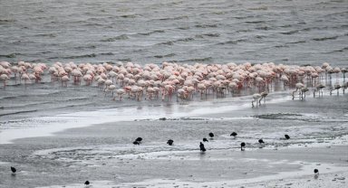 Van Gölü Havzası'ndaki bazı kuş türleri henüz göç etmedi