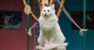 Van Kedi Villası'nda bu yıl 80 yavru sahiplendirildi 