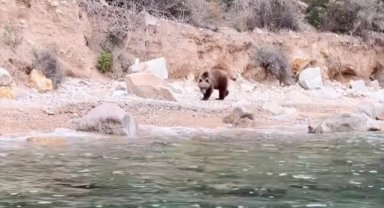 Yalova'da sahile inen ayı yavrusu cep telefonuyla görüntülendi