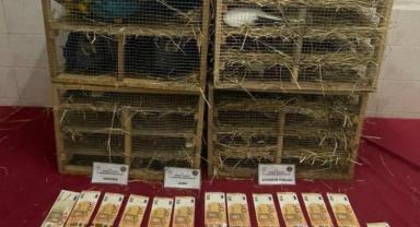 Enez'de kaçak hayvan ticaretine darbe