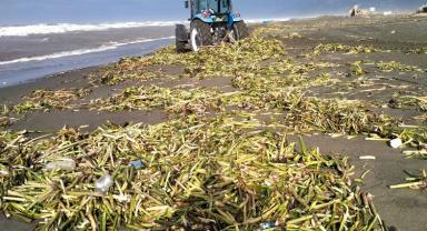 Hatay'ın deniz ve sahilleri Büyükşehir'le temizleniyor