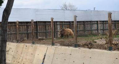 Hayvanat Bahçesi yaz sezonuna hazırlanıyor!