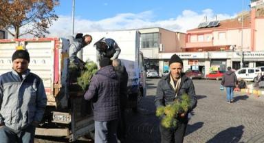 İncesu Belediyesi 5 bin çam fidanı dağıttı