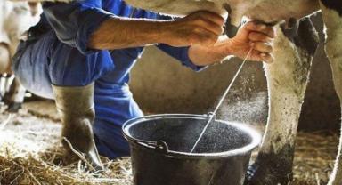 Kasım'da inek sütü miktarı arttı