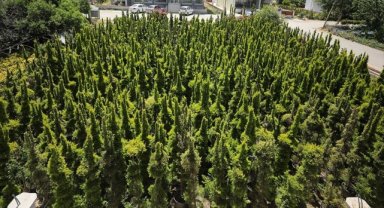 Kent peyzajında bölgenin yapısına uygun bitkilerin tercih edilmesi öneriliyor