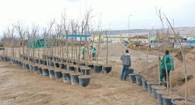 Türkiye'nin en büyük üretim ve lojistik üssü fidanlığı Kayseri'de!