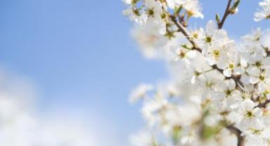 Baharın müjdeleyicisi cemre bugün havaya düştü