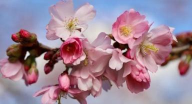 Baharın müjdesi cemre suya düştü