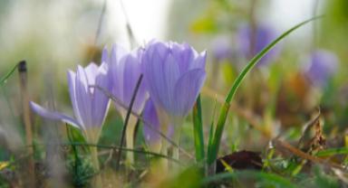 İlk cemre düştü mü? İlk cemre ne zaman düşecek?
